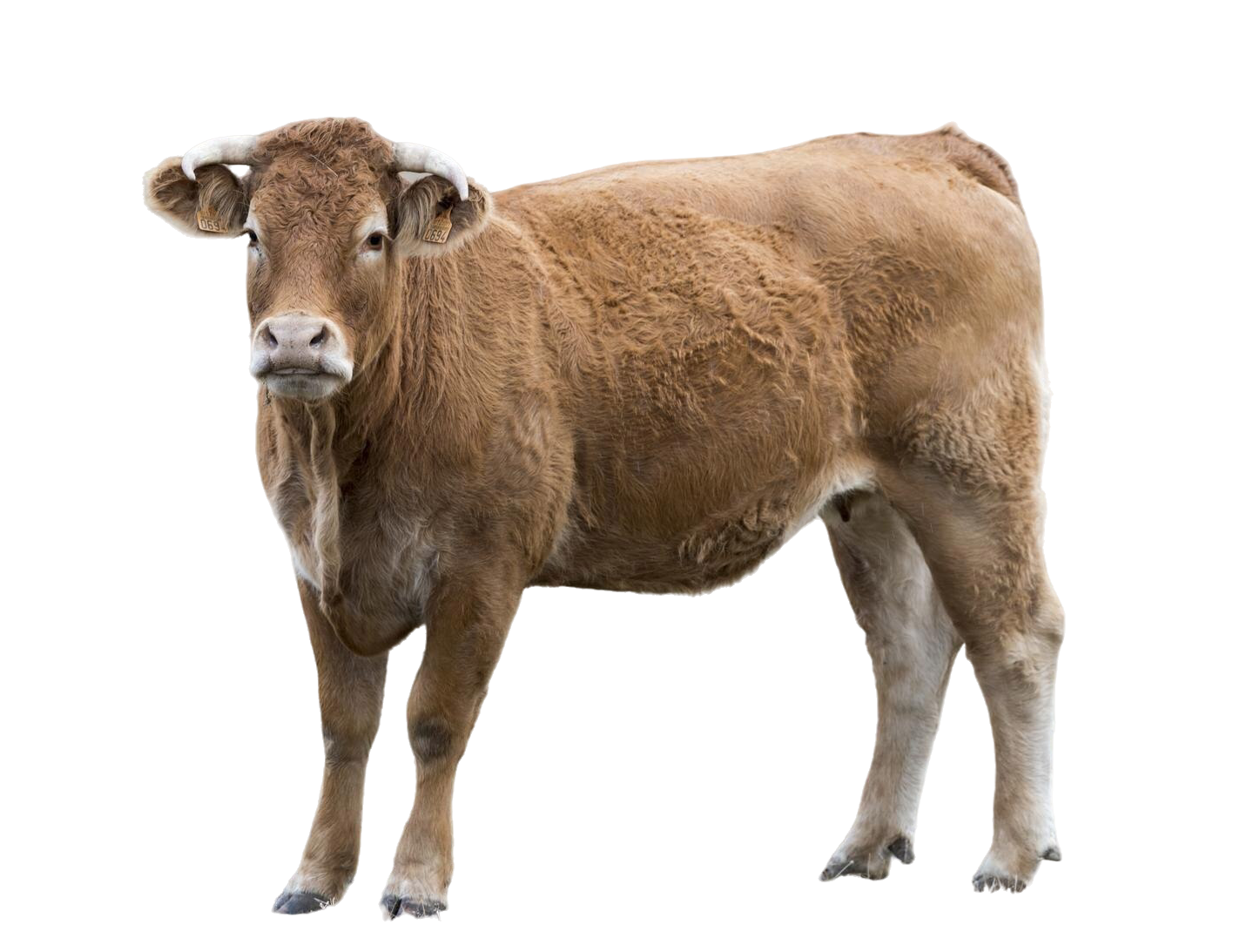 adorable-buey-marron-cuernos-campo-hierba