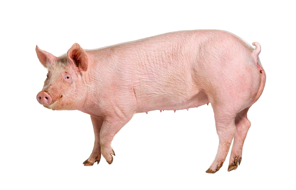 vista-lateral-cerdo-domestico-aislado-blanco